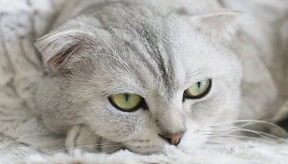 爱游戏-体操世界杯中，张博恒完成高难动作技惊四座，张博恒体操世锦赛