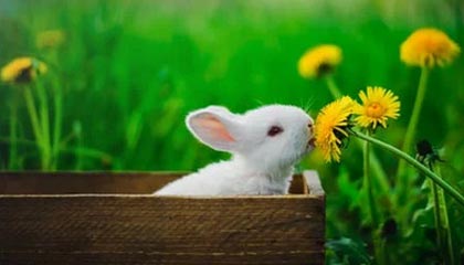 爱游戏体育-纽卡组征桑德兰，北英双雄再上演火拼，纽卡斯尔联队桑迪亚哥