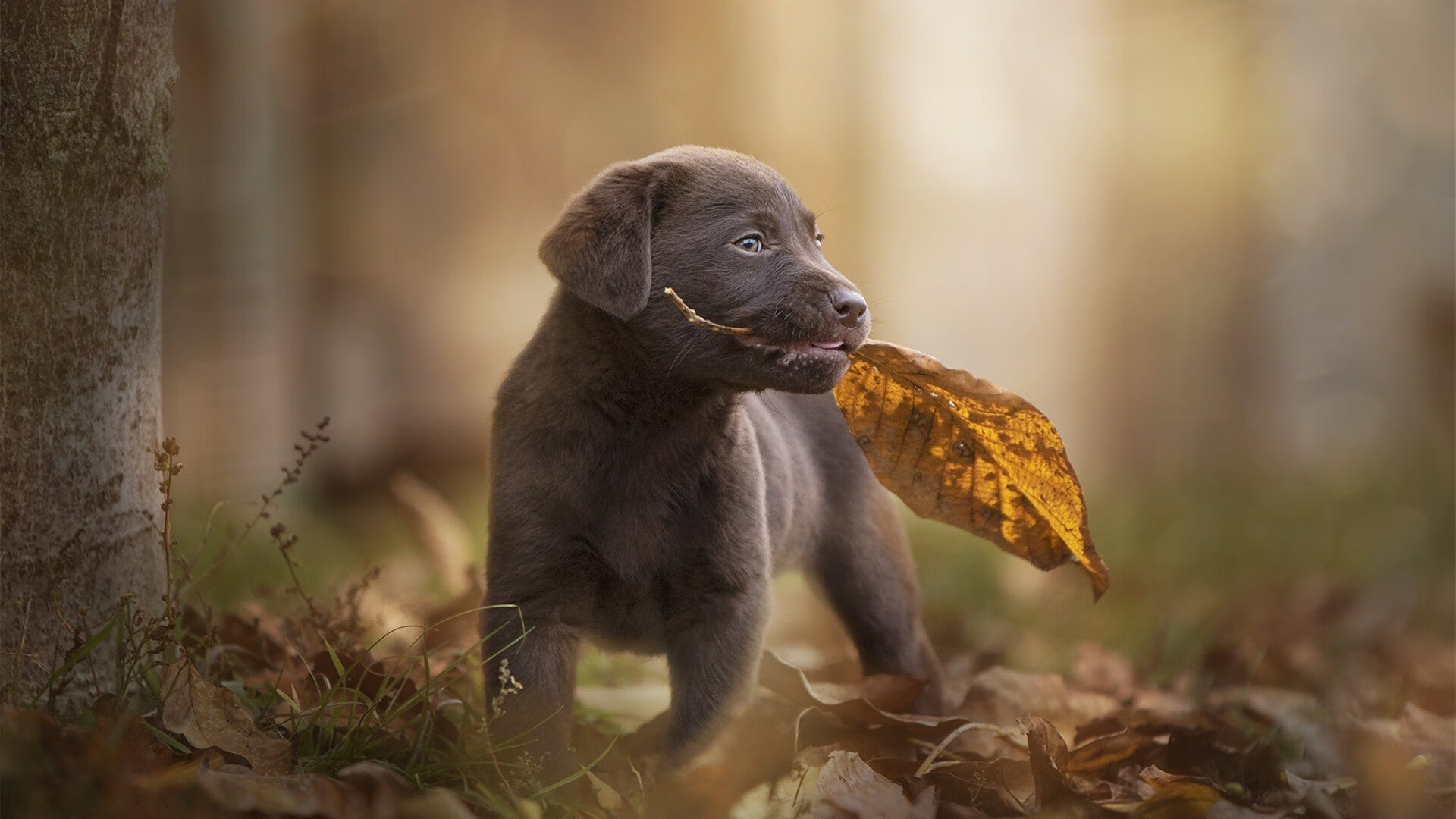 比赛现场的美食与娱乐元素,美食比赛策划