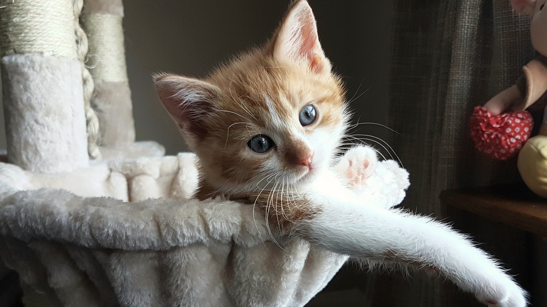 积分榜背后:球队策略与转会的关系分析,足球转会机制