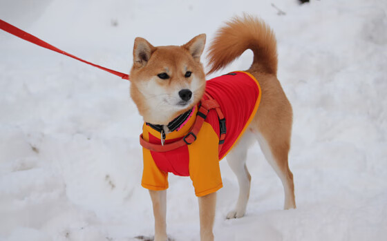 西甲强强对话：皇马与巴萨互交白卷，榜首争夺战进入关键时刻，皇马和巴萨国家德比