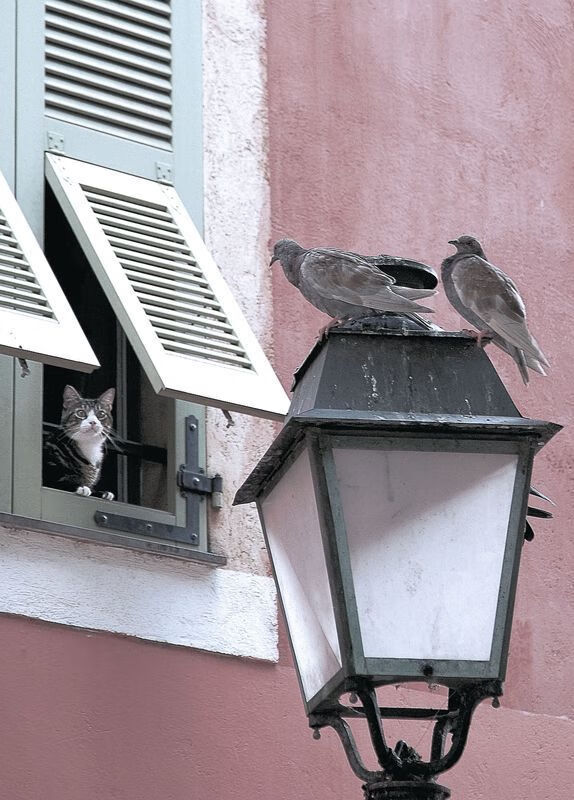 RNG选手国际舞台表现出色,rng!