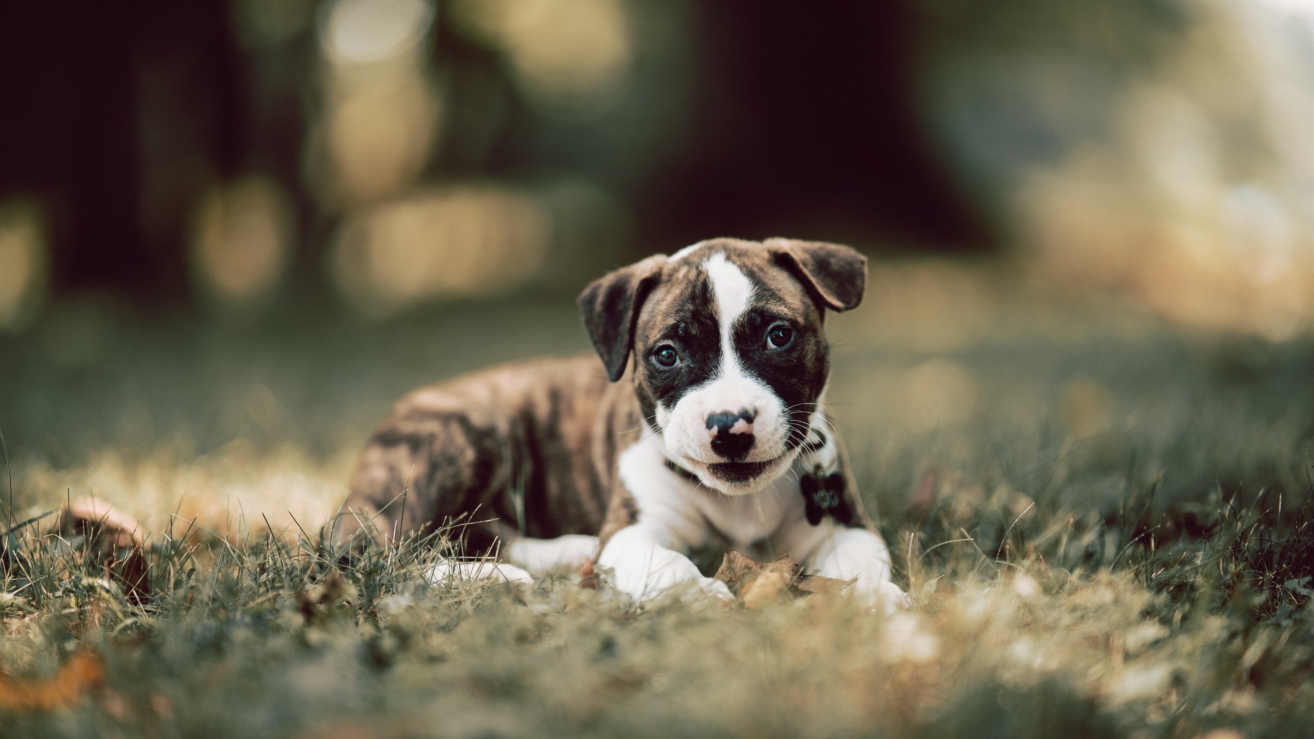 爱游戏官方-冬奥闭幕式现场播放塞内加尔进球集锦，全场致敬，塞内加尔金牌