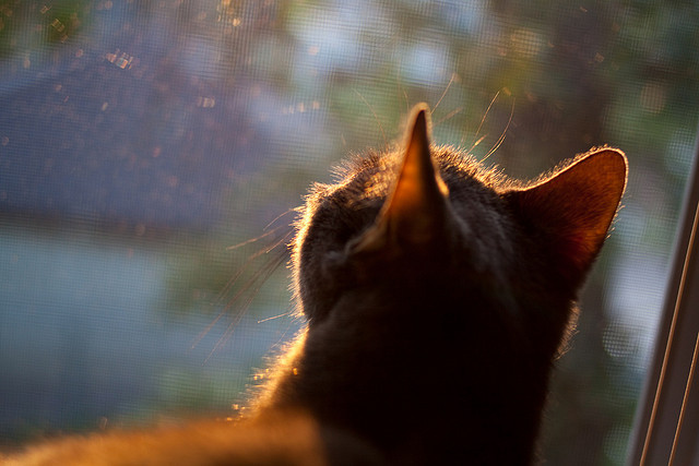 爱游戏电竞官网-冰面带球狂奔60米，伊朗10号球员一战封神，伊朗队10号