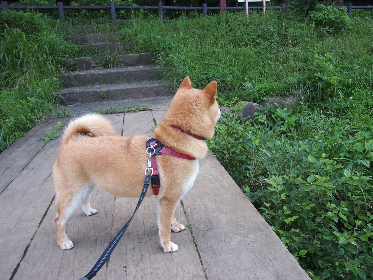 国家队篮球技能测试体系完善，篮球技术测试