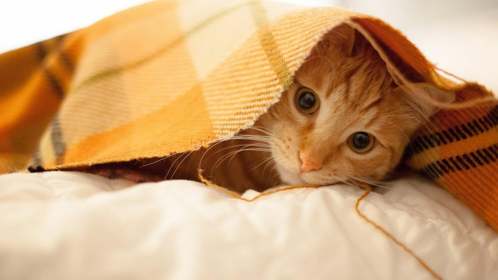 爱游戏app下载-墨西哥马术协会举办国际马术科技大会，推动行业技术交流与合作。