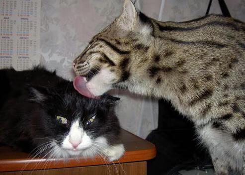 女足世界杯赛程紧凑挑战大,女足足球世界杯