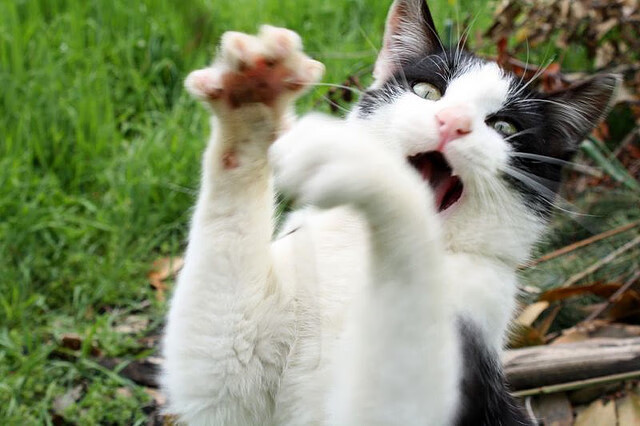 捷足先登!门兴格拉德巴赫坚守主场实现胜利,门兴格拉德巴赫足球俱乐部官网