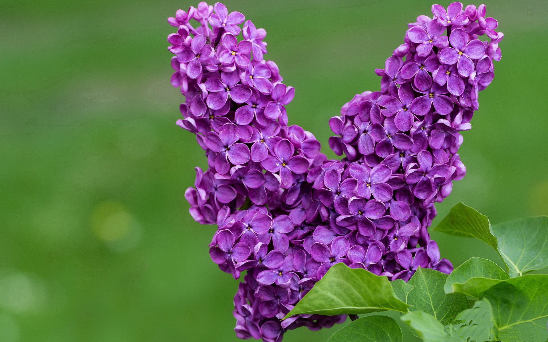 AIYOUXI.COM-曼联势必击败斯托克城，争夺积分，曼联 斯