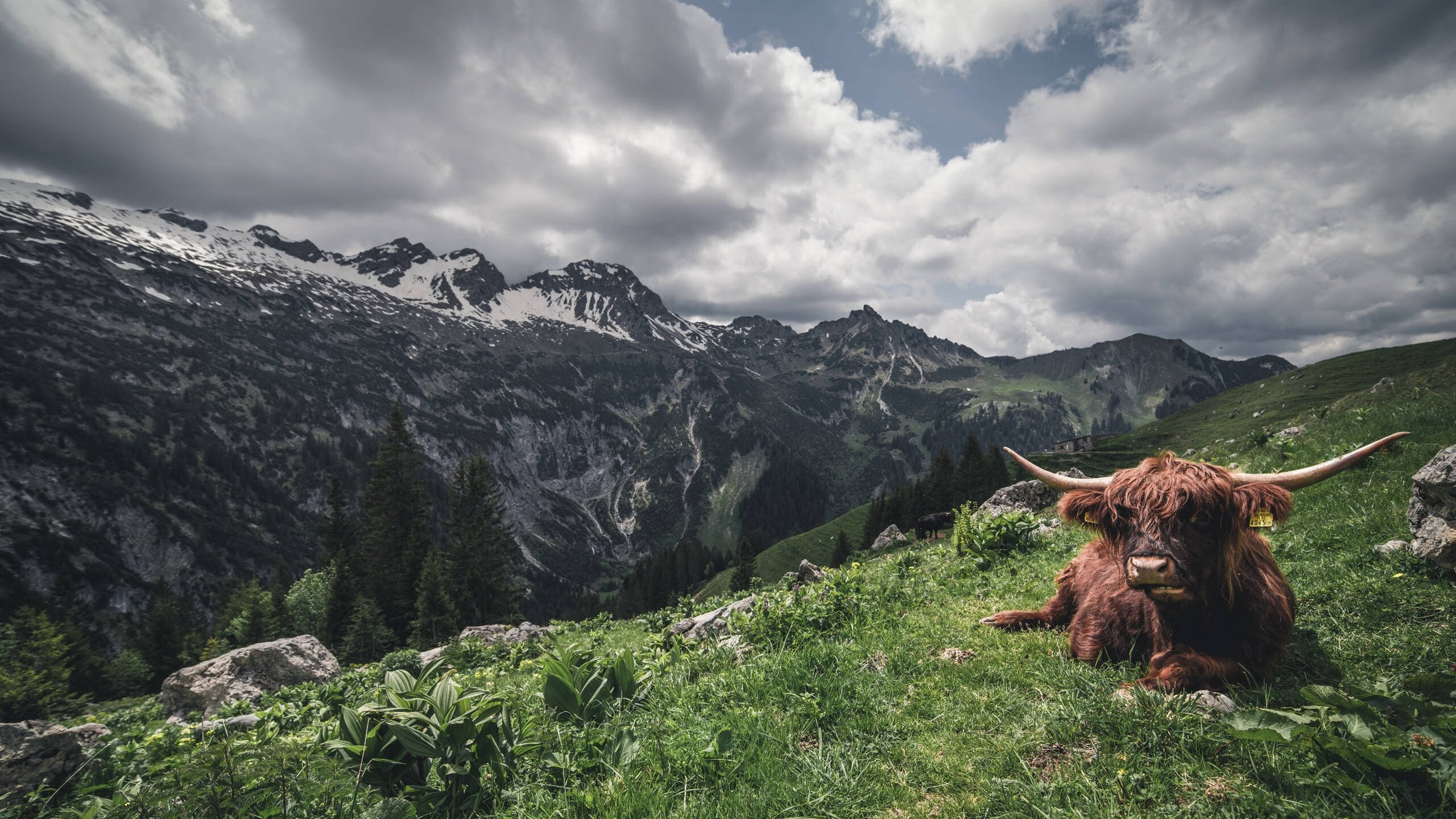 爱游戏平台-比利时马术协会与大学合作，开展马术运动营养研究，优化饮食方案。