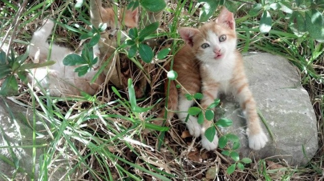 火箭新秀亨德森斩获20+10,展示全能潜力,亨德森后卫