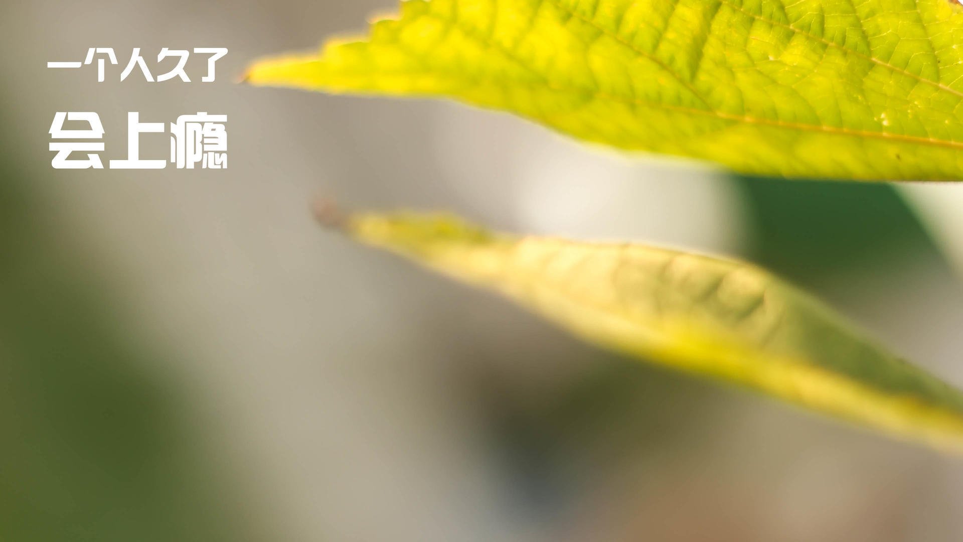 格鲁吉亚女篮在欧洲锦标赛中表现出色,迈向国际舞台,格鲁吉亚赛程